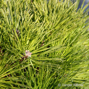 Pinus leucodermis'Schmidtii'