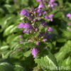 Lamium maculatum'Roseum'