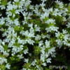 Thymus praecox'Albiflorus'