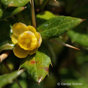 Berberis frikartii (x)'Amstelveen'