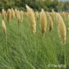 Cortaderia selloana'Pumila'