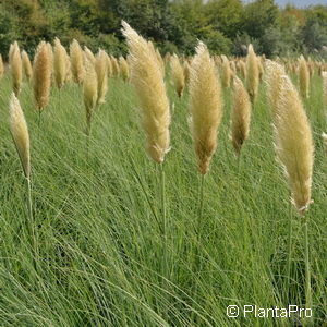 Cortaderia selloana'Pumila'