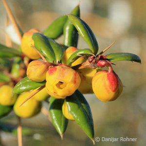 Berberis frikartii (x)'Telstar'