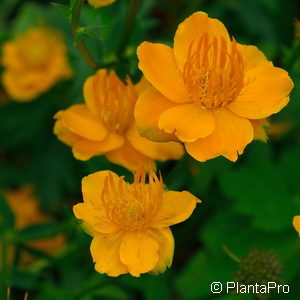 Trollius'Orange Globe'