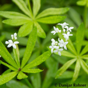 Galium odoratum