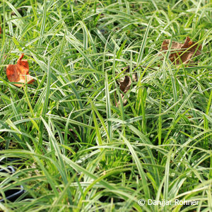 Carex morrowii'Ice Dancer'