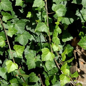 Hedera hibernica