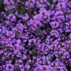 Thymus praecox'Coccineus'