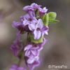 Daphne mezereum'Rubrum'