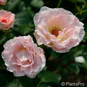 Strauchrose'Rokoko'