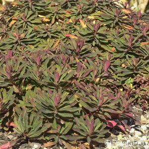 Euphorbia amygdaloides'Purpurea'