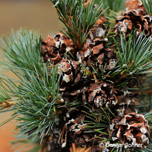 Pinus parviflora'Negishi'
