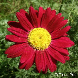 Tanacetum (Coccineum-Gruppe)rot