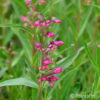 Penstemon barbatus'Praecox Nanus'
