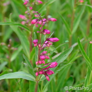 Penstemon barbatus'Praecox Nanus'