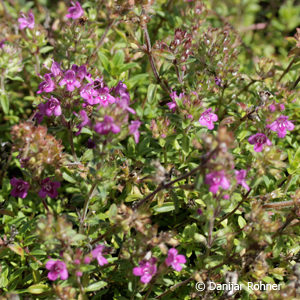 Thymus praecox'Coccineus'