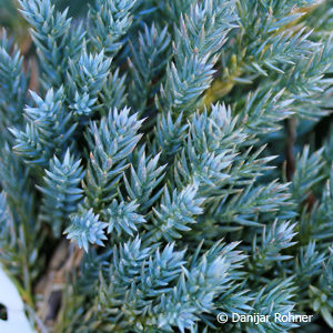 Juniperus squamata'Blue Carpet'
