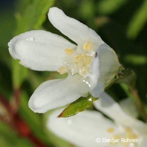 Deutzia gracilis'Nikko'