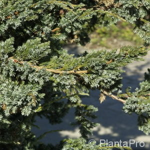 Juniperus squamata'Meyeri'