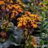 Ligularia dentata'Moorblut'