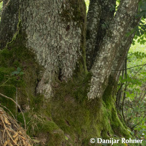 Alnus glutinosa