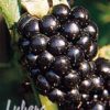 Rubus (Brombeere)'Navaho'