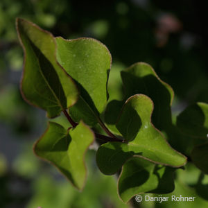 Syringa meyeri'Palibin'