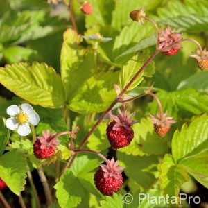 Fragaria vesca'Alexandria'