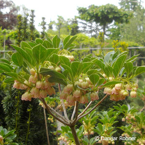 Enkianthus campanulatus