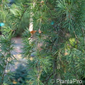 Cedrus deodara'Pendula'