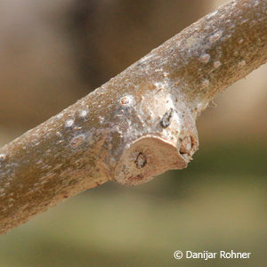 Actinidia deliciosamännlich