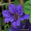 Clematis'Vyvyan Pennell' rot gefüllt