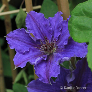 Clematis'Vyvyan Pennell' rot gefüllt