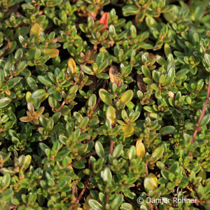 Thymus praecox'Coccineus'