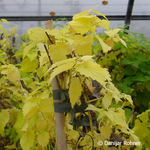 Humulus lupulus