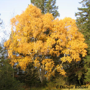 Betula pendula