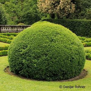 Buxus sempervirens'Kugel'