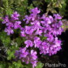 Thymus doerfleri'Bressingham Seed.'