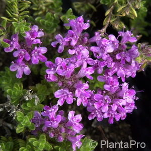 Thymus doerfleri'Bressingham Seed.'