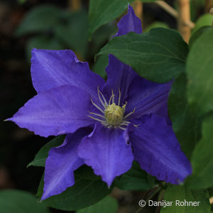 Clematis'Lasurstern'