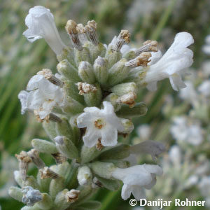 Lavandula angustifolia'Alba'