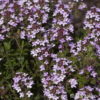 Thymus praecox'Pseudolanuginosus'