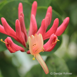 Lonicera heckrottii (x)'Goldflame'