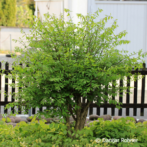 Euonymus alatus 6 Euonymus alatus