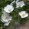 Wildrose Rosa sericeaf. pteracantha