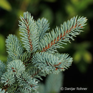 Picea pungens'Glauca Globosa'