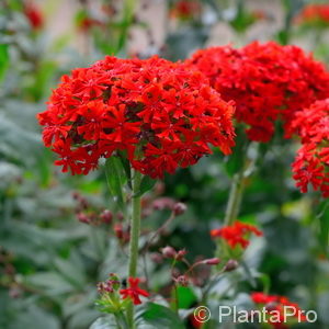 Lychnis chalcedonica