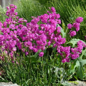 Lychnis viscaria'Plena'