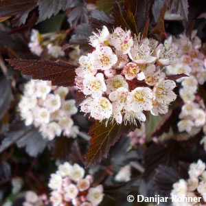 Physocarpus opulifolius'Diabolo'