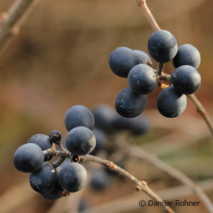 Ligustrum obtusifoliumvar. regelianum